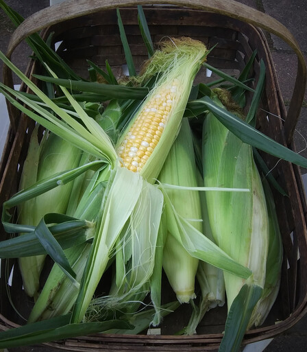 A wooden harvesting basket containing several ears of sweetcorn.  One of the ears is partially husked showing the neat rows of yellow and white kernels.