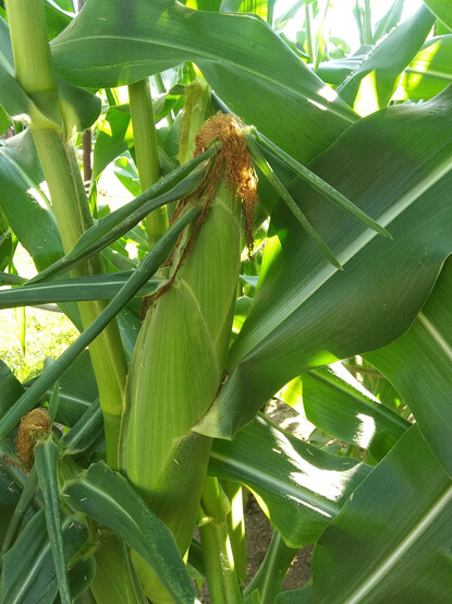 Close view of multiple corn stalks growing in a garden.  In center of view is a large ear of corn just ready to pick.