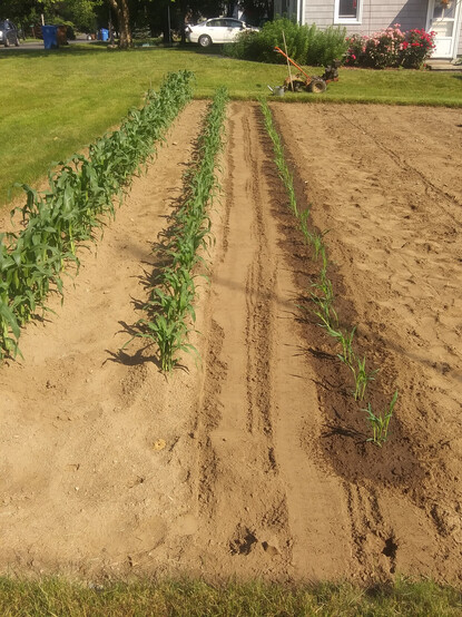 Tilled garden soil surrounded by mown grass. There are three rows of corn plants, each row slightly larger than the row on its right.