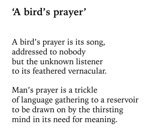 Text of poem -
'A bird's prayer'.
A bird's prayer is its song, addressed to nobody but the unknown listener to its feathered vernacular. Man's prayer is a trickle of language gathering to a reservoir to be drawn on by the thirsting mind in its need for meaning.