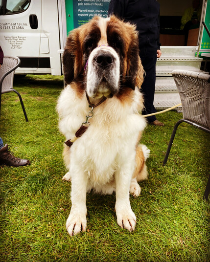 Marple is a St. Bernard.