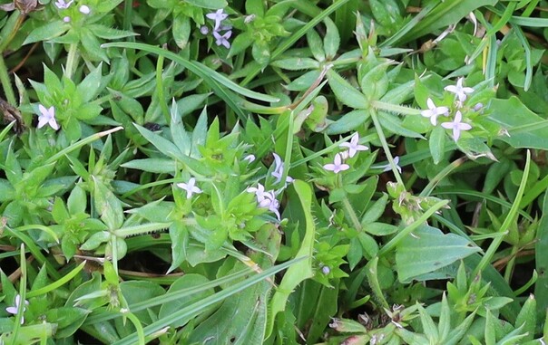 A plant with tine, four-petalled pale pink flower. The leaves are in whorls around the stems.