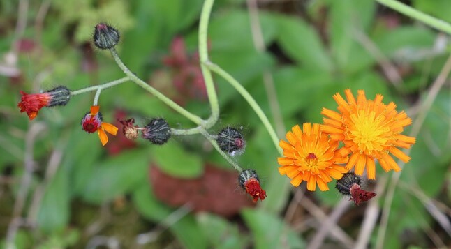 Two bright orange dandelion-shaped flowers on the end of a plant stem with several flower buds.