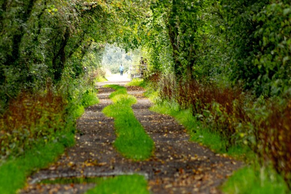 A green tunnel:

A gravel path with a strip of green grass in the middle leads away from the camera in a straight line. Trees line both sides of the path, their boughs meeting above the middle, causing a soft green light to illuminate the scene . In the distance a person, out of focus, walks towards the camera.
