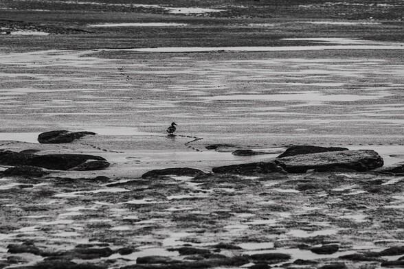 A wandering duck:

A black and white photo of a female Mallard duck as she wanders out onto the mudflats, leaving a slightly meandering path of footprints behind her.