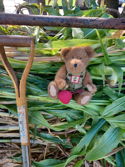 A light brown teddy bear in green overalls sits looking directly at the camera. He is holding a beet in his right paw.  There is a bunch of beets embroidered on the bib of his overalls. 
He is sitting amongst a pile of corn stalks laid horizontally in a metal rack.  A garden fork leans against the pile to his right.