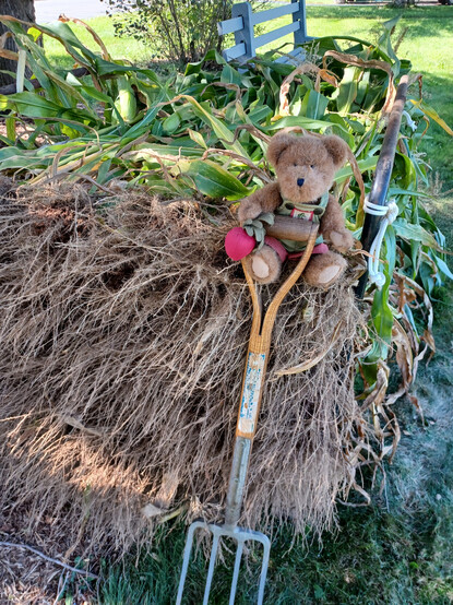 A light brown teddy bear in green overalls sits looking directly at the camera. He is holding a beet in his right paw.  There is a bunch of beets embroidered on the bib of his overalls. 
He is sitting amongst a pile of corn stalks laid horizontally in a metal rack.  He is holding his garden fork in front of him.  All the roots are facing the camera and drying in the sun.