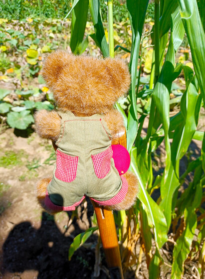 A light brown teddy bear in green overalls is holding on to a garden fork.  He is facing away from the camera and concentrating on getting the corn stalks in front of him dug up.  His cuffs and back pockets are red and white check.