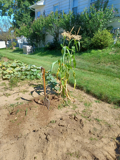One solitary hill of corn left at the end of what was a 40 foot long row of stalks.  A garden fork is stuck in the ground next to it.  Butternut squash vines and some grass in the background.