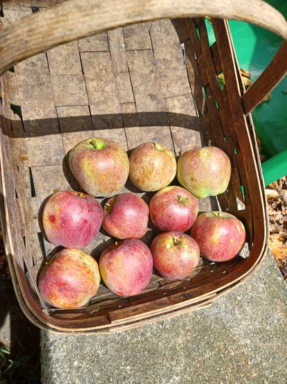 Ten red apples (Red Delicious) in a wooden basket