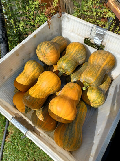 12 medium-sized Honeynut squashes of the butternut type in a white plastic tote.