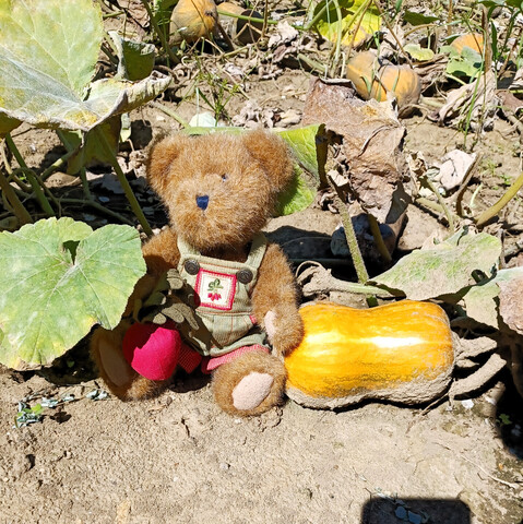 A light brown teddy bear in green overalls sits looking in to the distance. He is holding a beet in his right paw.  There is a bunch of beets embroidered on the bib of his overalls.  Next to him on the ground is a ripe, medium sized butternut-type squash called Honeynut.
