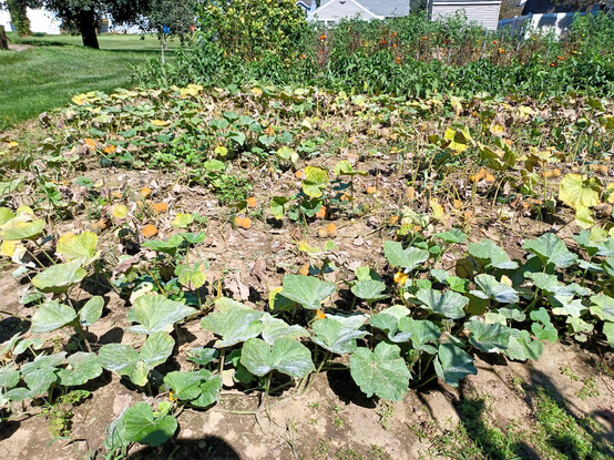 About 800 square feet of garden covered in ripe butternut squashes and fading vines.  A row of tomato plants is in the background.
