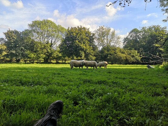 A lovely afternoon in the middle field, which feels like a gift from God after so much rain. It's warm but not too hot, sky is blue with fluffy clouds, the sheep are happy (from left to right in the centre of the picture we see Brambles and Skippy, then most of Lucky, his head obscured behind the other two as he is grazing.

Further off to the right, lying down and watching the other three, is Panda.

I'm sitting in the shade but a band of sunlight is visible beyond the sheep, brightening the grass and the trees that border the bottom field.