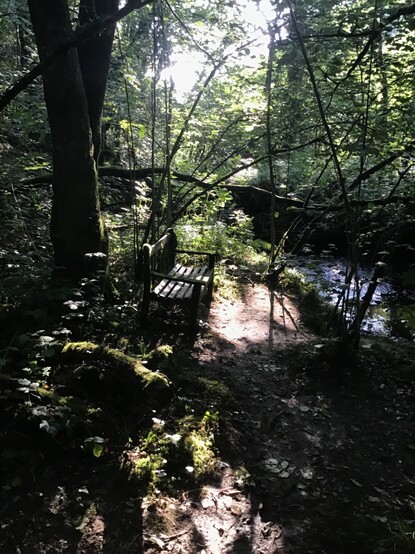A bench faces a stream within a temperate rainforest. Shadowed, ferns, water, and lush greens.