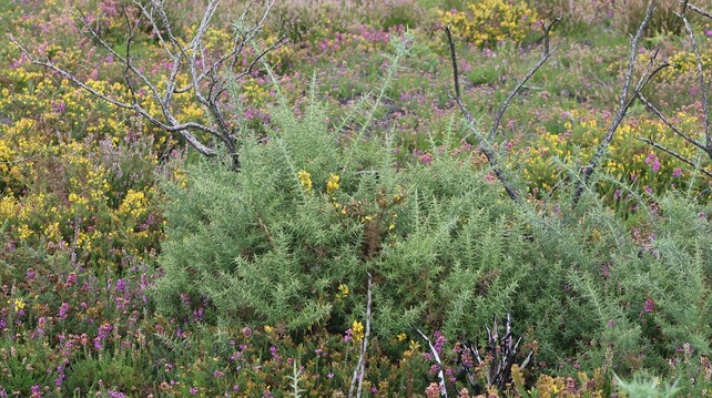 A very prickly green bush with no flowers grows next to dead branches of a similarly-sized bush (possibly the same plant regrowing from its roots after the fire). Around it is a wide area of much shorter plants, also very spiny, with lots of bright yellow flowers.