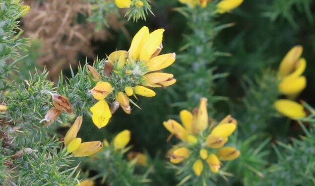 A very spiny plant with lots of bright yellow flowers.