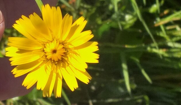 A yellow flower. The long stem on the end of which it grows and the ground-level rosette of hairy leaves aren't visible in the photo.
