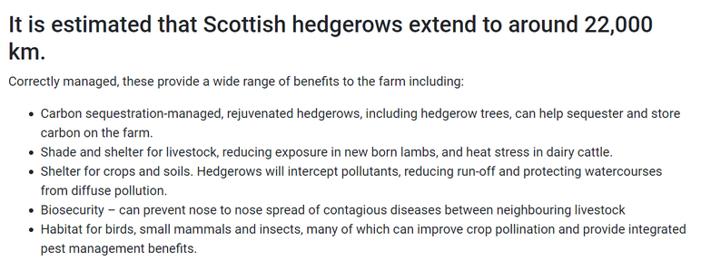 Text box: In English 
It is estimated that Scottish hedgerows extend to around 22,000 km.

Correctly managed, these provide a wide range of benefits to the farm including:

Carbon sequestration-managed, rejuvenated hedgerows, including hedgerow trees, can help sequester and store carbon on the farm.

Shade and shelter for livestock, reducing exposure in new born lambs, and heat stress in dairy cattle.

Shelter for crops and soils. Hedgerows will intercept pollutants, reducing run-off and protecting watercourses from diffuse pollution.

Biosecurity – can prevent nose to nose spread of contagious diseases between neighbouring livestock.

Habitat for birds, small mammals and insects, many of which can improve crop pollination and provide integrated pest management benefits.