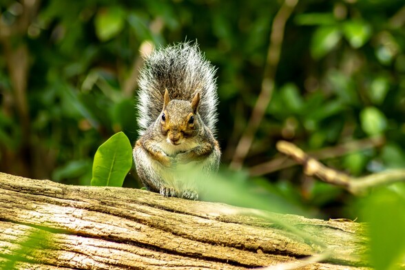 A Grey Squirrel:

A healthy looking Grey Squirrel sits on it's haunches on top of a fallen tree. It's fluffy grey tail is held erect and it's forepaws are held across it's white chest. It's ears, face and front paws are a ginger colour