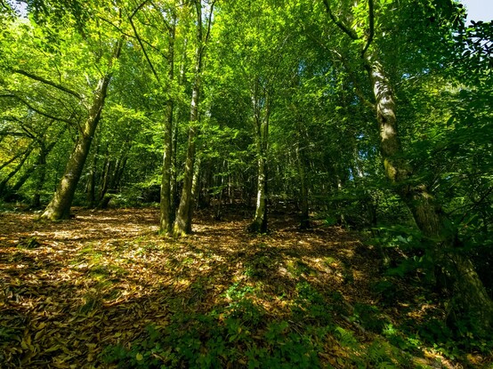 An Oak and Beech wood:

Looking up a wooded slope covered in fallen leaves. The trees are mostly Oaks and Beech In full leaf and the bright sun shining through the canopy gives the light a green tinge 