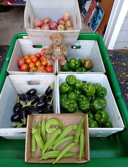 A light brown teddy bear in green overalls sits looking directly at the camera. He is holding a beet in his right paw.  There is a bunch of beets embroidered on the bib of his overalls. He is sitting in the midst of a cart full of white totes containing apples (Red Delicious), tomatoes (Jet Star), eggplant, green bell peppers, and okra.  He is getting ready to put this out for the neighbors to take.  Note:  it was all gone an hour later.
