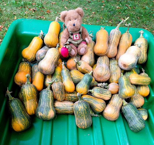 A light brown teddy bear in green overalls sits looking directly at the camera. He is holding a beet in his right paw.  There is a bunch of beets embroidered on the bib of his overalls.   He is sitting on a pile of  53 "almost-ripe" butternut squash in a green garden cart.
