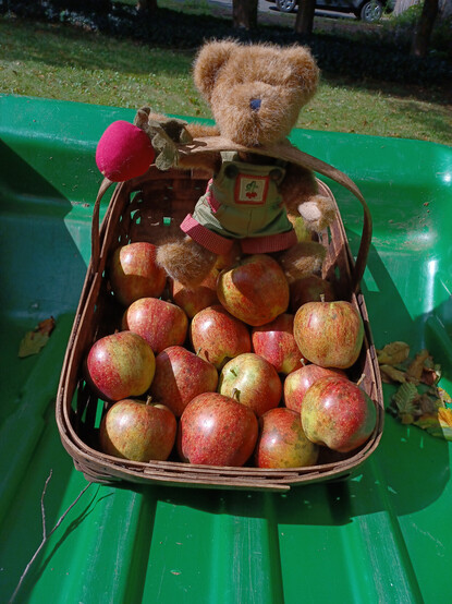 A light brown teddy bear in green overalls sits looking directly at the camera. He is holding a beet in his right paw.  There is a bunch of beets embroidered on the bib of his overalls.  He's holding a basket with about 20 Red Delicious apples and he's asking me to make him some more apple crisp.