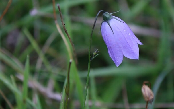A single bluish-purple bell-shaped flower hangs down from the top of a thin flower stalk.