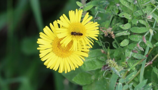 Two bright yellow daisy-shaped flowers with a small fly feeding on pollen on one of them.