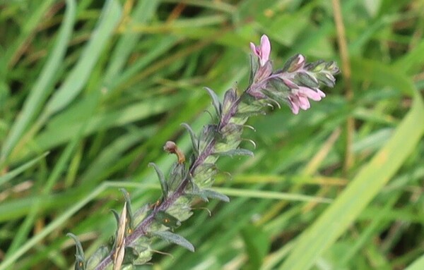 A plant stem with small green leaves. At the tip are a few pink flowers.