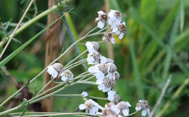 A plant with flowers shaped like daisies but entirely white and with drooping petals.