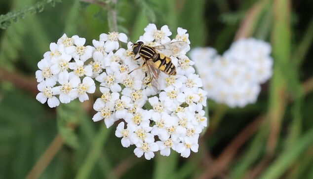 A flower head with lots of small white flowers. Sat on the flower head is a large yellow and black fly.