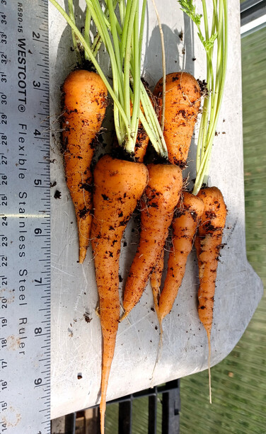 Half a dozen freshly pulled carrots with tops attached sitting on a grey plastic tray.  Ruler for scale.  Carrots range in length from 3 to 6 inches.