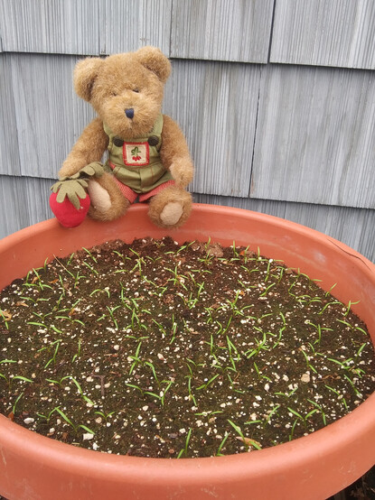 A light brown teddy bear in green overalls sits looking directly at the camera. He is holding a beet in his right paw.  There is a bunch of beets embroidered on the bib of his overalls.   He is sitting on the rim of a pot of newly sprouted carrots.  Pot is about 14 inches in diameter.