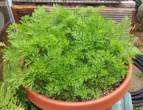 Brown plastic pot filled with vigorously growing carrots.  Pot is about 14 inches in diameter. 