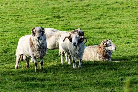 A small group of healthy looking rams in a field of green grass:

Two rams are standing looking at the camera, a third is lying down looking to the right. Two more stand behind this group, partially obscured from view. All the rams have white wool, with darker areas around their necks and strong looking, spiral shaped horns.
