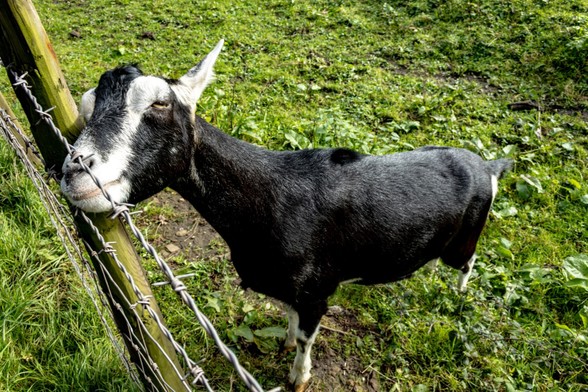 A friendly goat:

The goat is mostly black with white areas around its mouth and forming stripes up and across it's eyes. It also has white ears.  It is rubbing its head on a wooden post which is holding up a  wire fence topped with barbed wire.