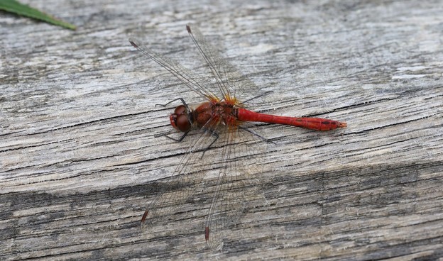A red dragonfly sits on a wooden fence, warming itself in the sun.Its body is deep red, its wings are clear and its legs are black.