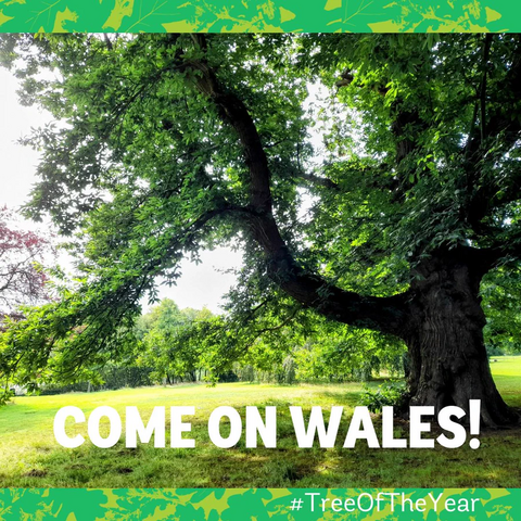 Image of the Wrexham nominated Wrexham Sweet Chestnut Tree, words say "COME ON WALES #TreeOfTheYear"