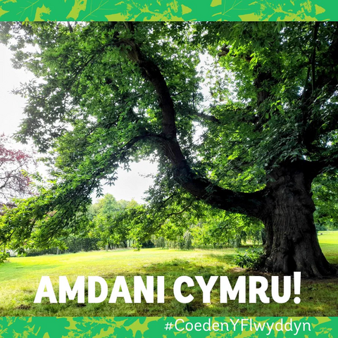 Delwedd o Goeden Chestnut Sweet Wrecsam a enwebwyd yn Wrecsam, mae'r geiriau'n dweud "DEWCH AR GYMRU #CoedenYFlwyddyn"
