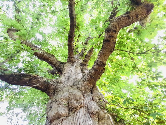 The #AncientTree tree in Acton Park, #Wrexham is thought to be almost 500 years old with an impressive circumference of 6.1m!

Looking up into its wide canopy, from beneath its trunk. It has deep twisting fishers in its bark, it’s green leaves frame the picture.