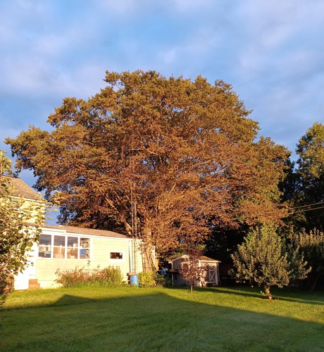 An American Beech tree towering above a garden shed and part of a house.  Blue sky, green grass, bright sun.