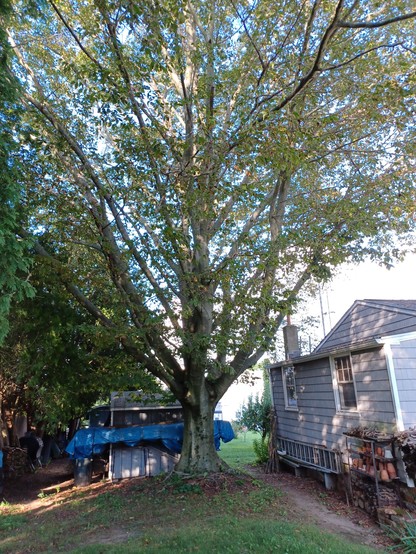 A multi-stemmed American Beech tree stands above a blue garden shed next to a grey garage structure.  A canoe with a blue tarp is propped against the shed.