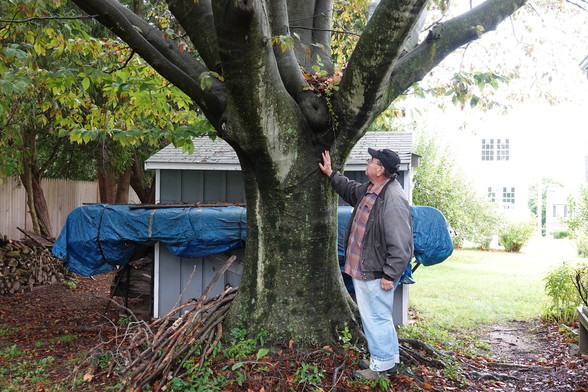 A very scruffy looking gardener with a black hat, black coat and blue jeans stands looking at a 60-year-old beech tree in front of a blue garden shed.  A canoe with a blue tarp is hanging off the shed.