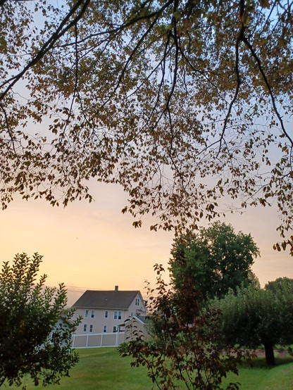Summer sunrise seen through the canopy of a large American Beech tree.  Green grass and houses in the distance.  Also in view two small apple trees.
