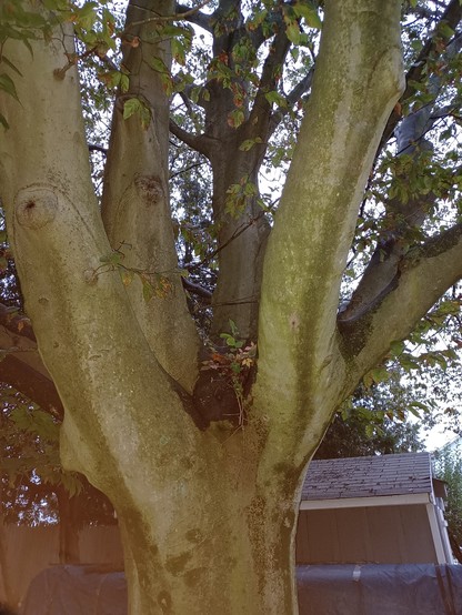 Multiple large branches of an old Beech tree.