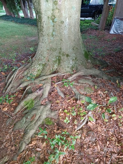 Gnarled roots, moss, lichens, leaves and weeds at the base of an old, large Beech Tree. 