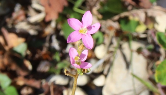 Two flowers on the end of a flower stem. Each has five pink petals and a yellowish centre.