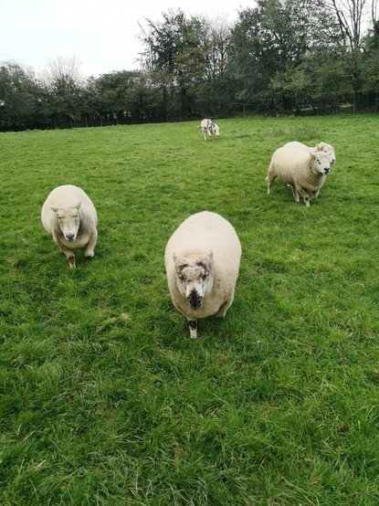 Four sheep running towards me gagging for biscuits and cuddles. Behind that the Ears brings up the rear.